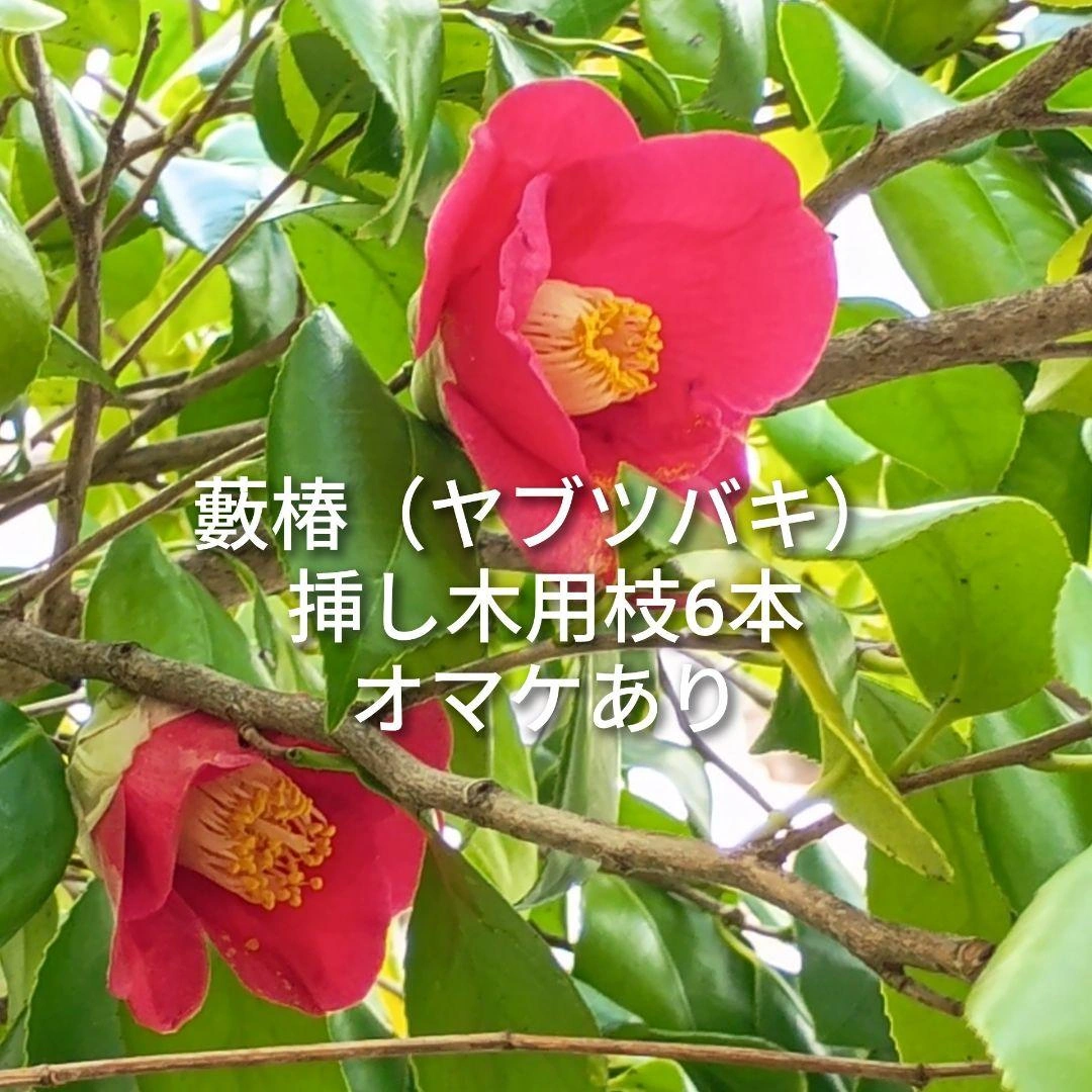 藪椿 ヤブツバキ 挿し木用枝 約10cm×6本 +おまけ