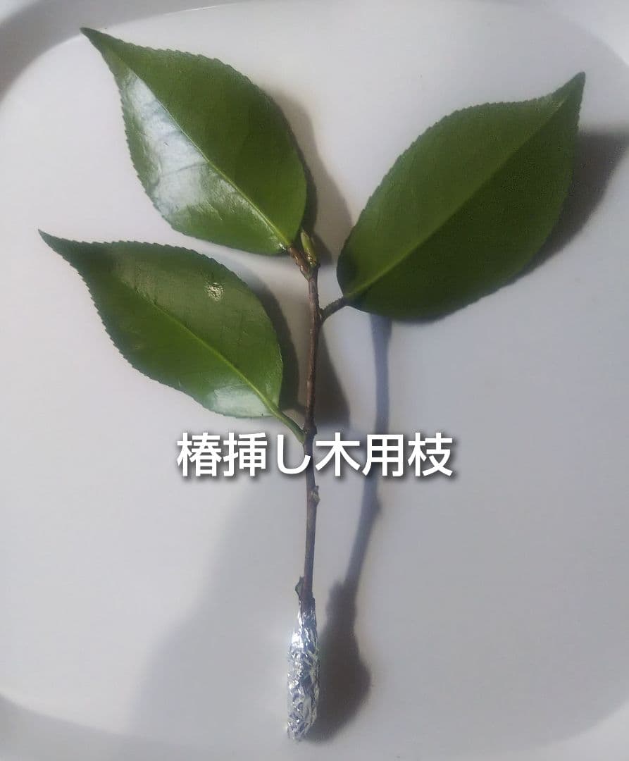 藪椿 ヤブツバキ 挿し木用枝 約10cm×6本 +おまけの写真3枚目