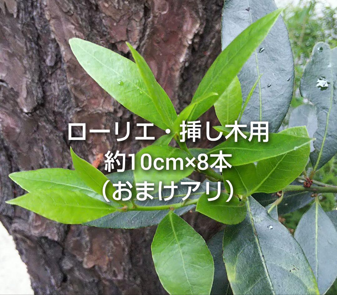 ローリエ ローレル 月桂樹 ゲッケイジュ 雄株 挿し木用枝 約10cm×8本 オマケあり