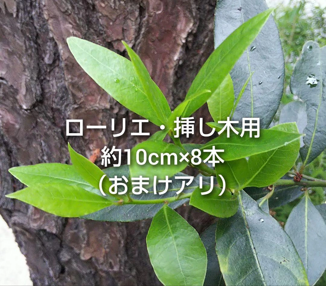ローリエ ローレル 月桂樹 ゲッケイジュ 雄株 挿し木用枝 約10cm×8本 オマケあり