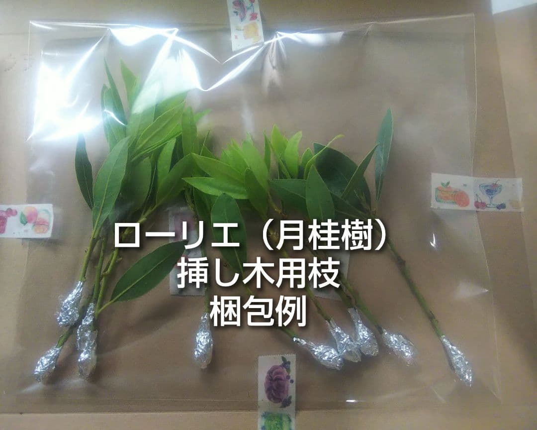 ローリエ ローレル 月桂樹 ゲッケイジュ 雄株 挿し木用枝 約10cm×8本 オマケありの写真2枚目