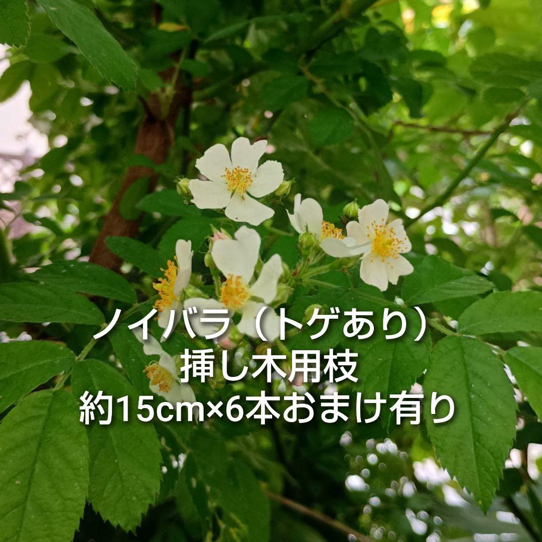 トゲあり ノイバラ 挿し木用枝 約15cm×6本 +おまけ