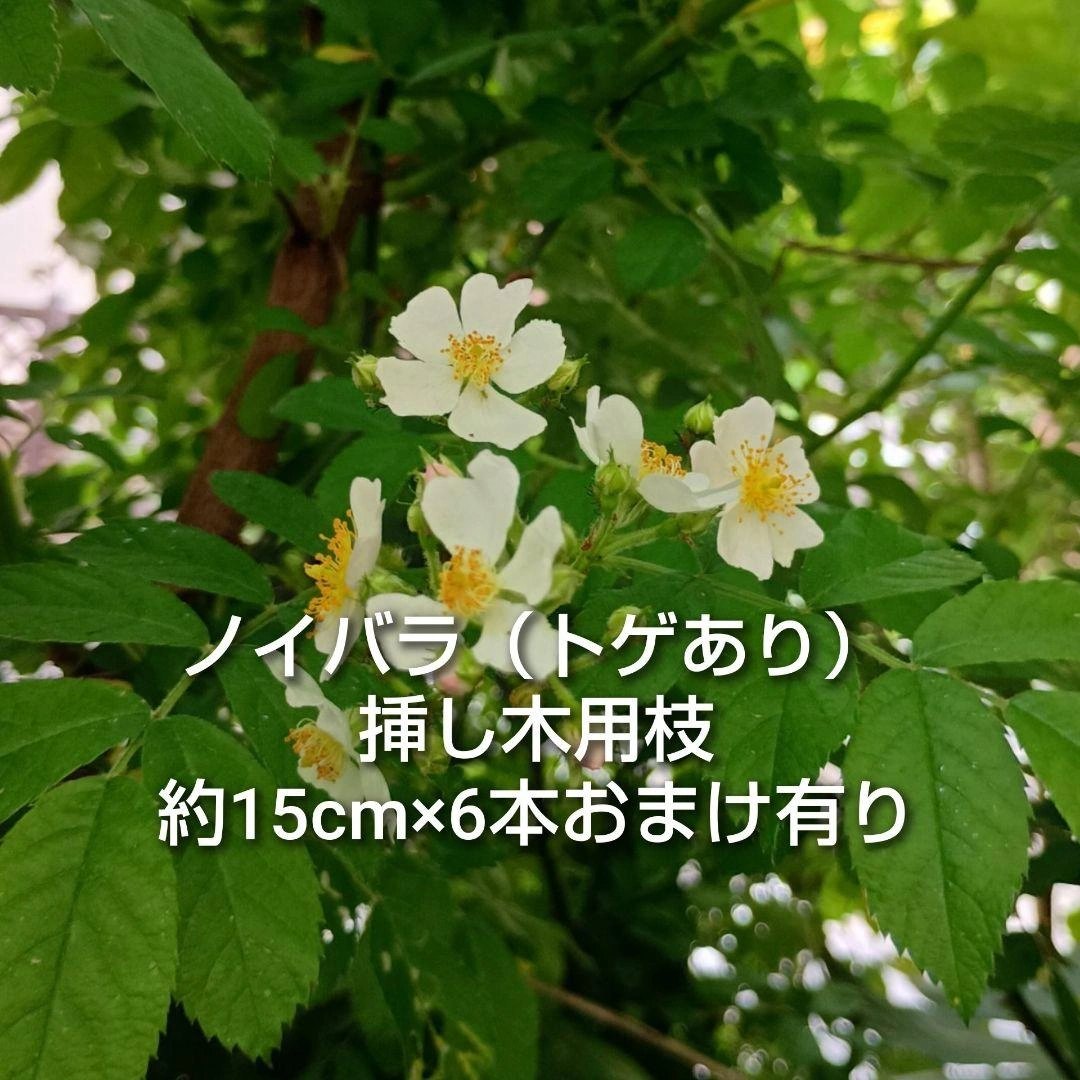 トゲあり ノイバラ 挿し木用枝 約15cm×6本 +おまけ