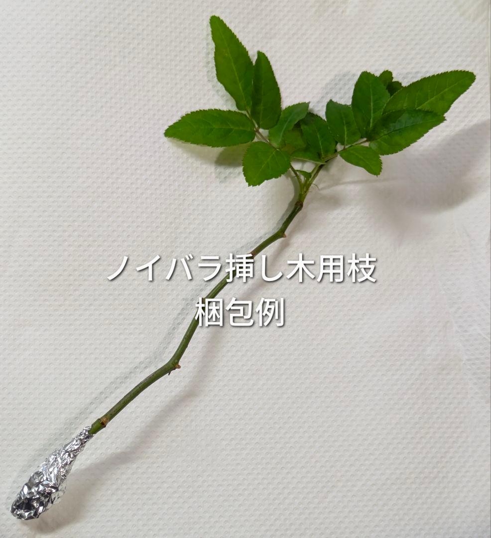 トゲあり ノイバラ 挿し木用枝 約15cm×6本 +おまけの写真2枚目