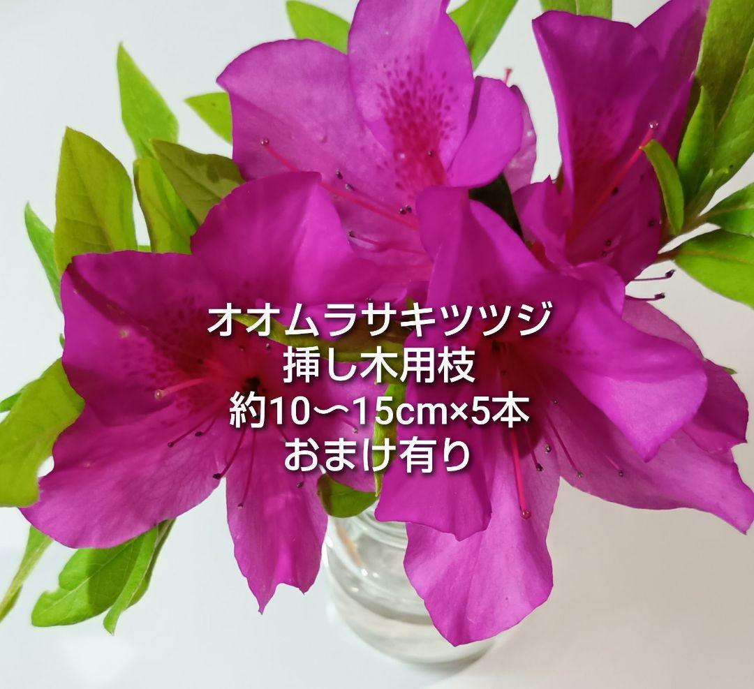 オオムラサキツツジ 大紫躑躅 挿し木用枝 5本 おまけ有り