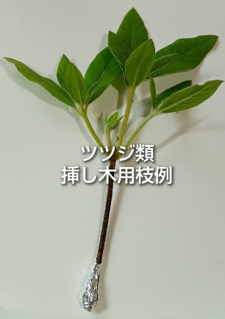 オオムラサキツツジ 大紫躑躅 挿し木用枝 5本 おまけ有りの写真2枚目