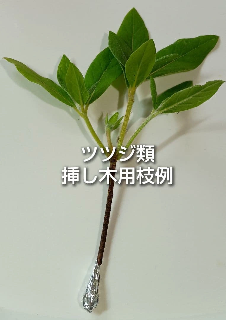オオムラサキツツジ 大紫躑躅 挿し木用枝 5本 おまけ有りの写真2枚目