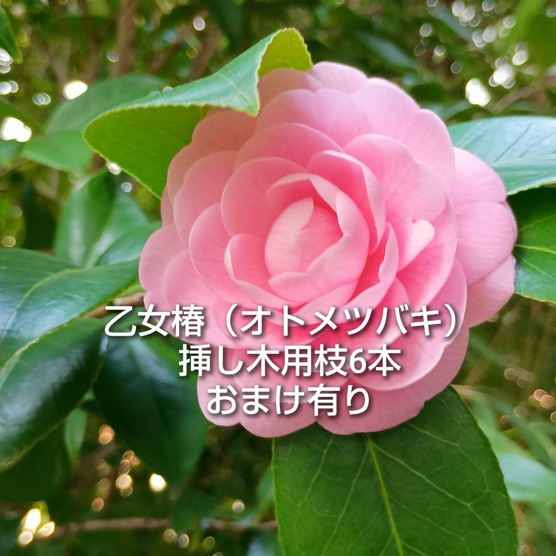 乙女椿 オトメツバキ 挿し木用枝 約10cm×6本 ＋おまけ