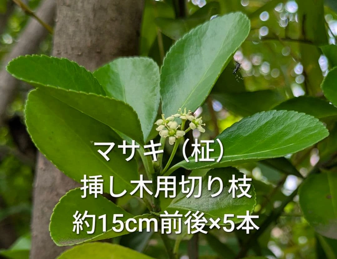 マサキ 柾 挿し木用枝 約15cm前後×5本