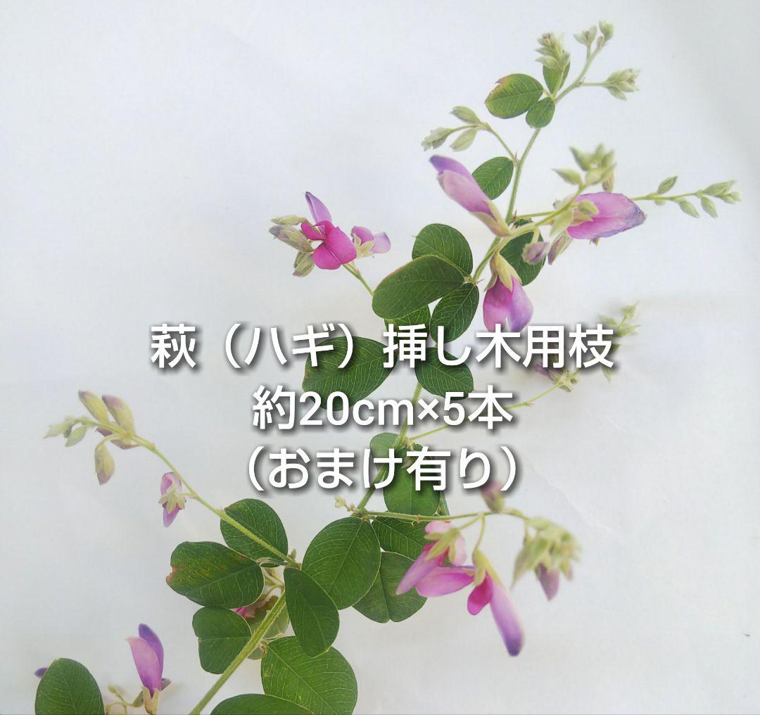萩 ミヤギノハギ 挿し木用枝 約20cm×5本 +おまけ