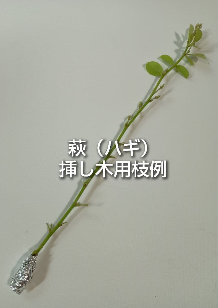 萩 ミヤギノハギ 挿し木用枝 約20cm×5本 +おまけの写真2枚目