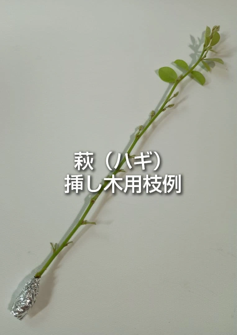 萩 ミヤギノハギ 挿し木用枝 約20cm×5本 +おまけの写真2枚目