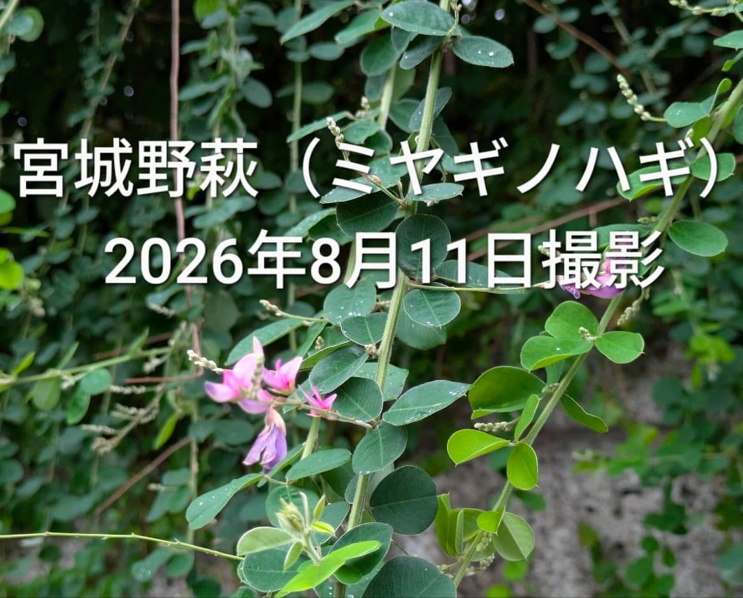 萩 ミヤギノハギ 挿し木用枝 約20cm×5本 +おまけの写真3枚目