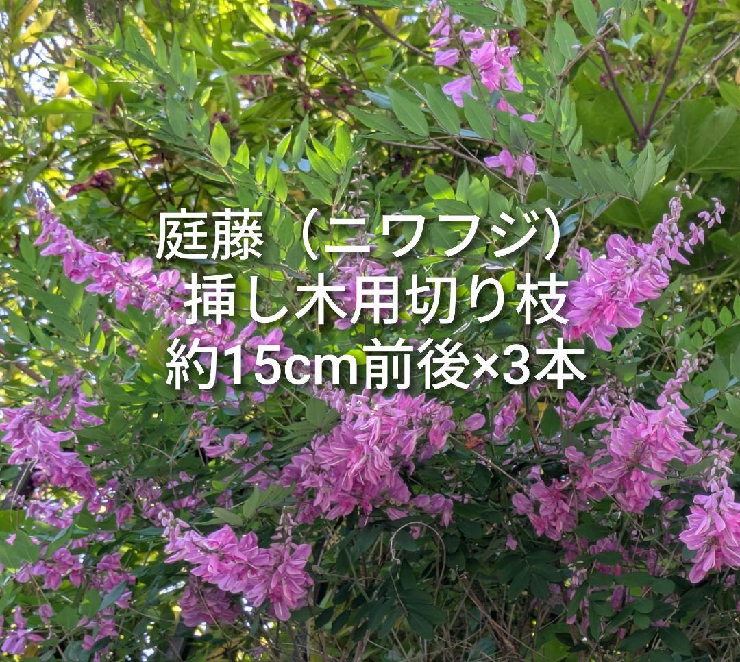 庭藤 ニワフジ 岩藤 イワフジ 挿し木用枝 3本