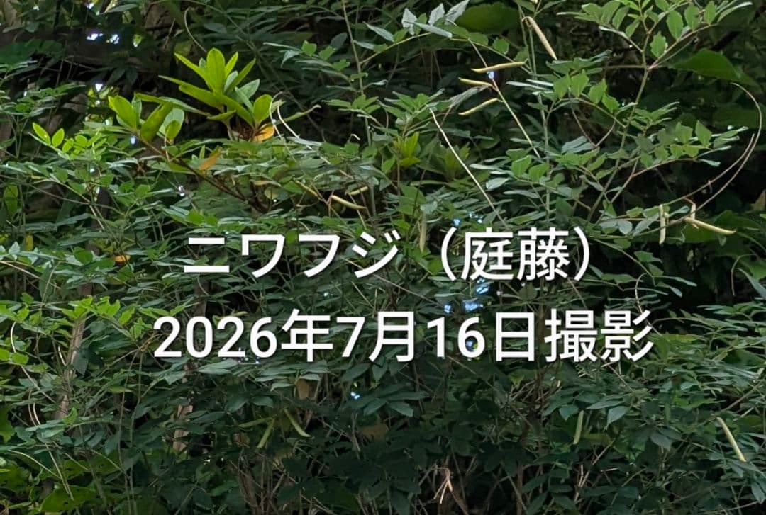 庭藤 ニワフジ 岩藤 イワフジ 挿し木用枝 3本の写真2枚目