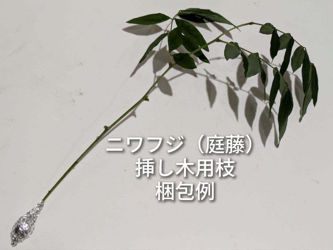庭藤 ニワフジ 岩藤 イワフジ 挿し木用枝 3本の写真3枚目