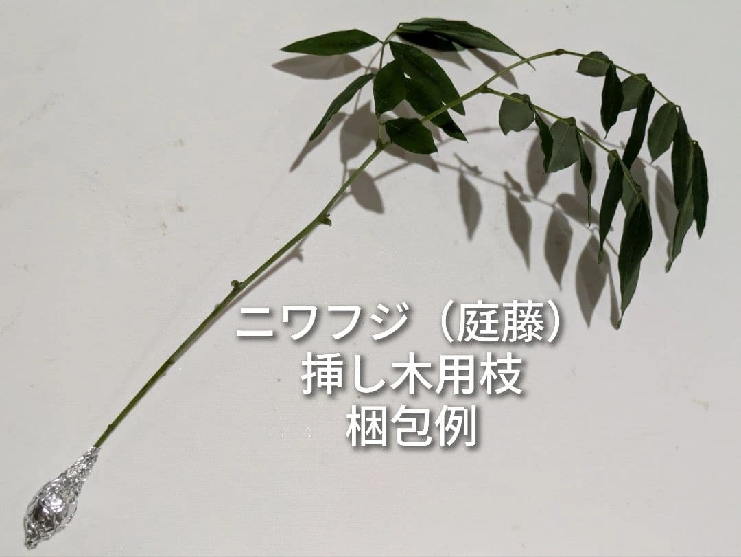庭藤 ニワフジ 岩藤 イワフジ 挿し木用枝 3本の写真3枚目