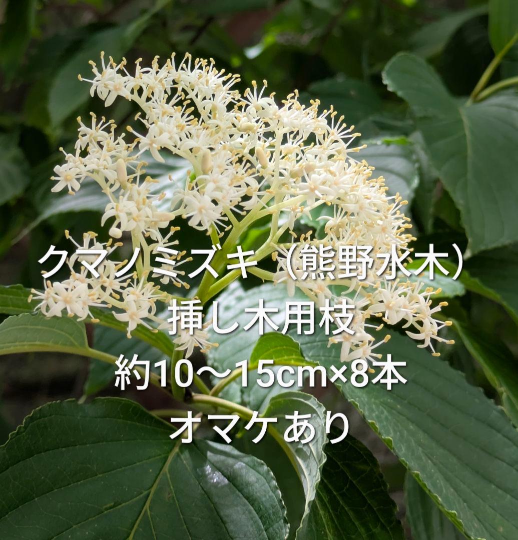 クマノミズキ 挿し木用枝 約10〜15cm×8本 オマケあり