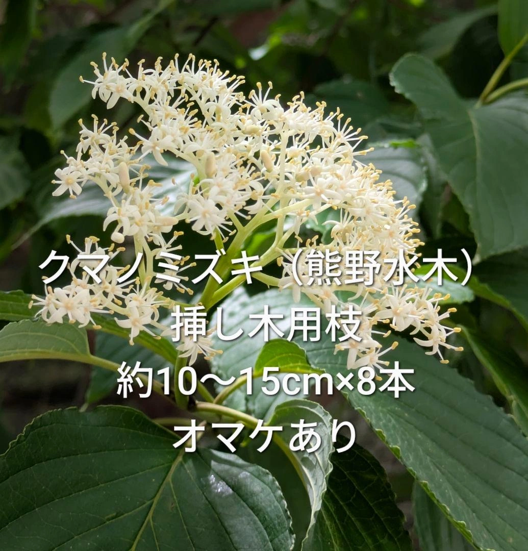 クマノミズキ 挿し木用枝 約10〜15cm×8本 オマケあり