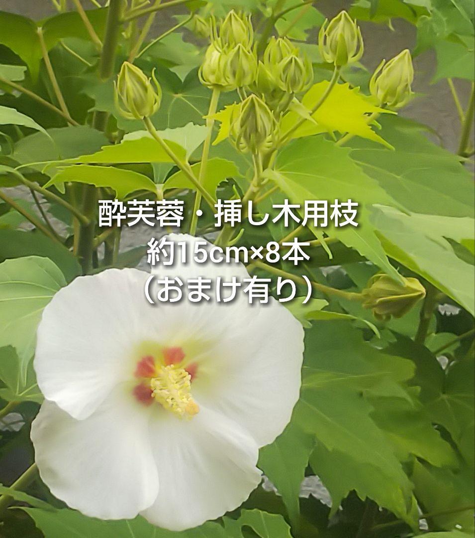 酔芙蓉 スイフヨウ 挿し木用枝 約15cm×8本 +おまけ
