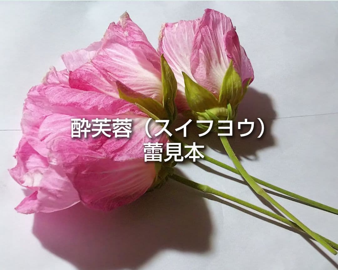 酔芙蓉 スイフヨウ 挿し木用枝 約15cm×8本 +おまけの写真2枚目
