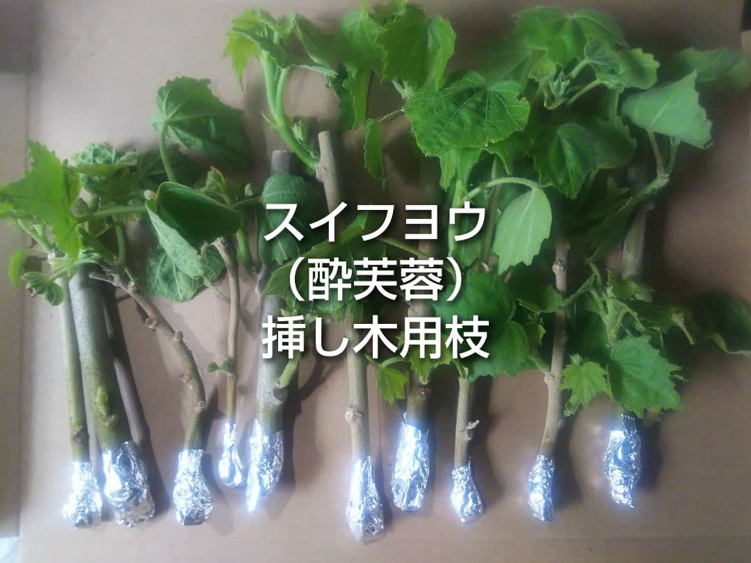 酔芙蓉 スイフヨウ 挿し木用枝 約15cm×8本 +おまけの写真3枚目