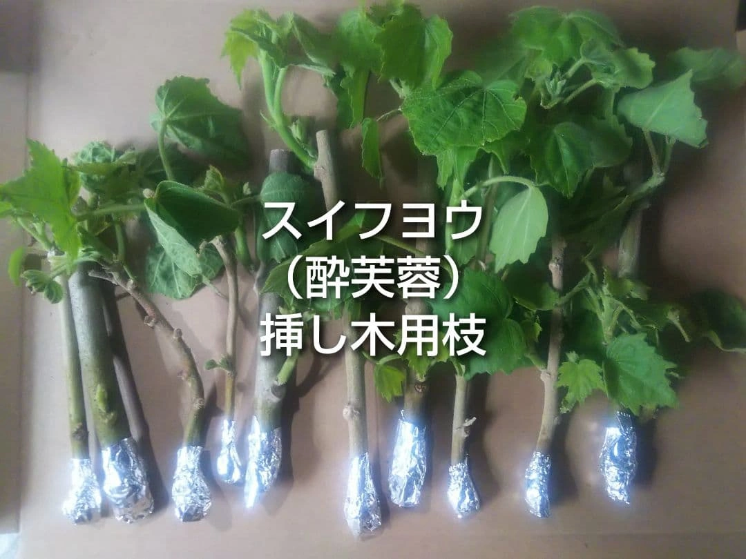 酔芙蓉 スイフヨウ 挿し木用枝 約15cm×8本 +おまけの写真3枚目