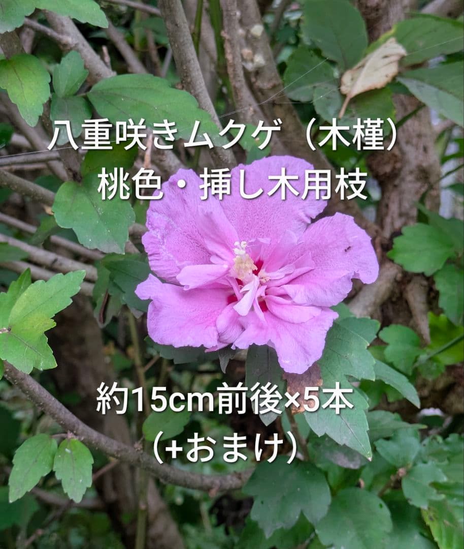 八重咲き ムクゲ 木槿 ピンク色 挿し木用枝 約15cm×5本 +おまけ