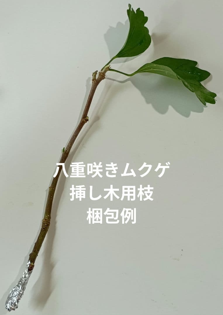 八重咲き ムクゲ 木槿 ピンク色 挿し木用枝 約15cm×5本 +おまけの写真2枚目