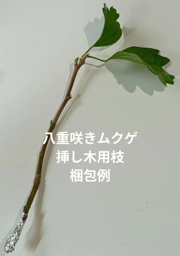 八重咲き ムクゲ 木槿 ピンク色 挿し木用枝 約15cm×5本 +おまけの写真2枚目