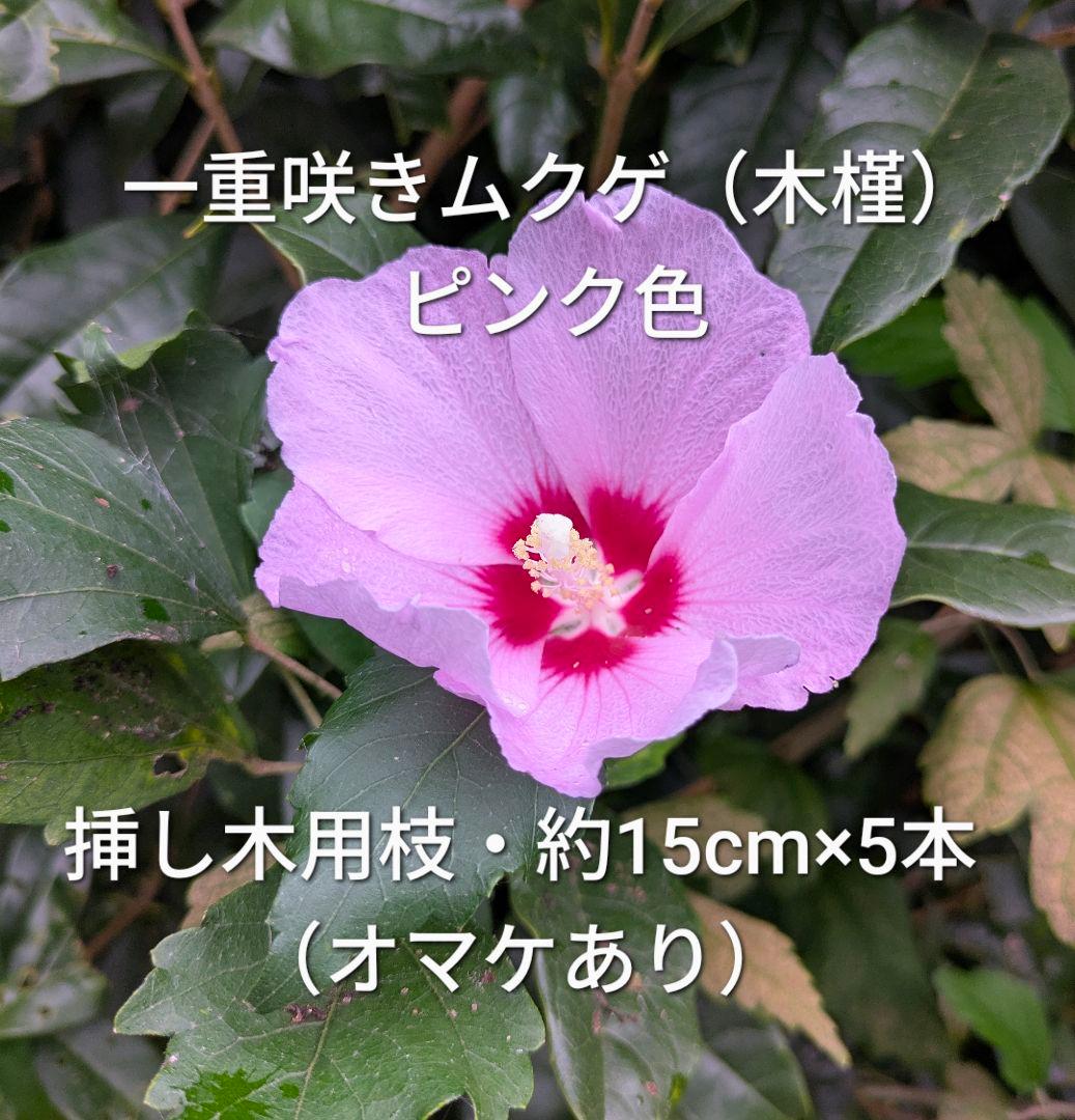 一重咲き ムクゲ 木槿 ピンク色 挿し木用枝 約15cm×5本 +おまけ