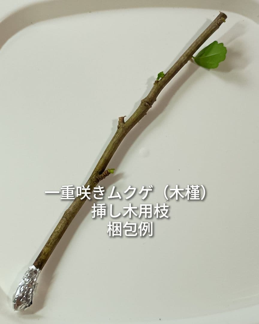 一重咲き ムクゲ 木槿 ピンク色 挿し木用枝 約15cm×5本 +おまけの写真2枚目