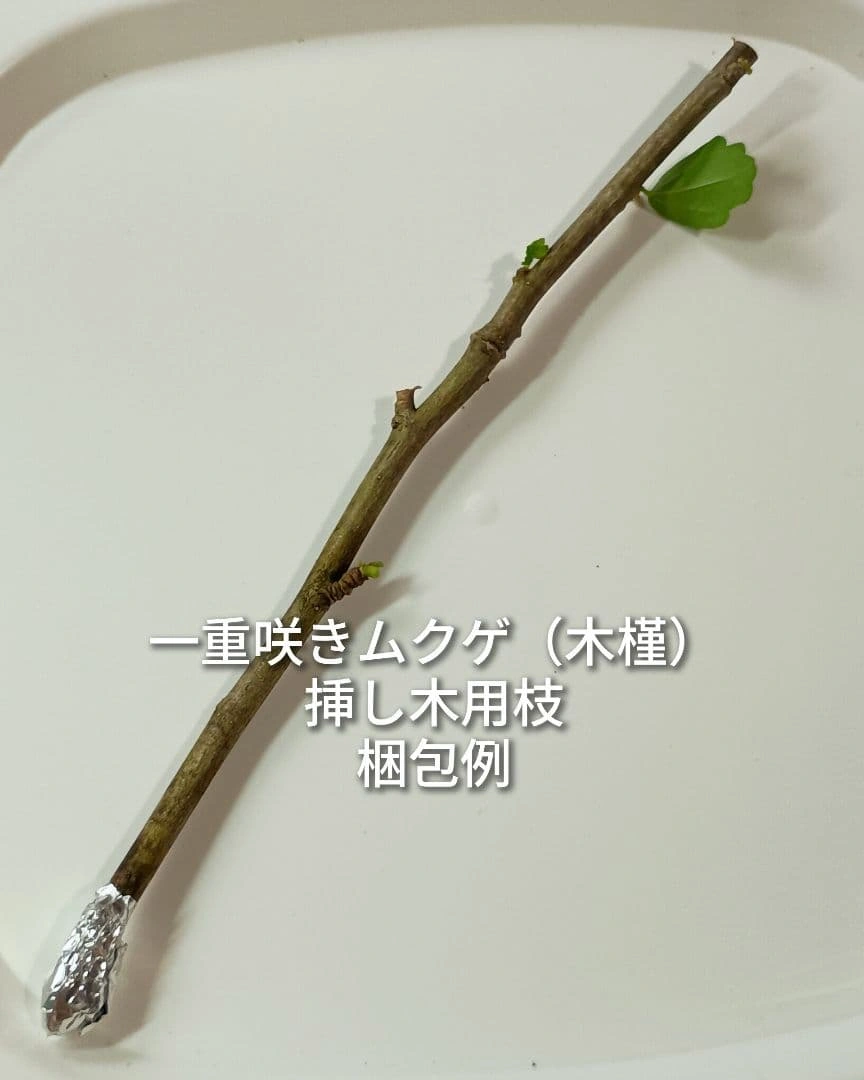 一重咲き ムクゲ 木槿 ピンク色 挿し木用枝 約15cm×5本 +おまけの写真2枚目