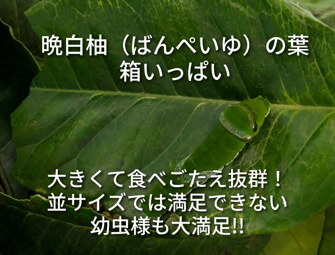 晩白柚の葉 ばんぺいゆ 枝付 幼虫の餌 柑橘類の葉