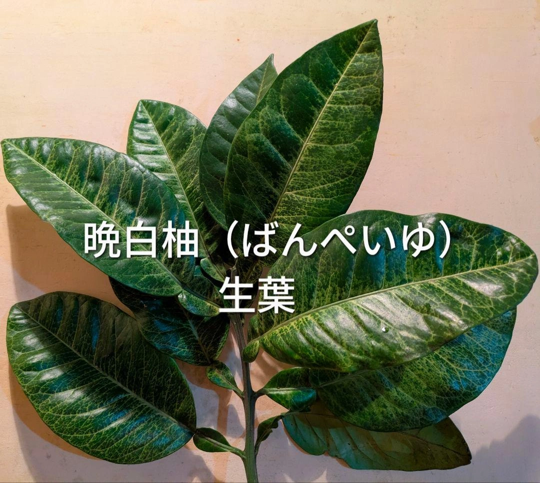 晩白柚の葉 ばんぺいゆ 枝付 幼虫の餌 柑橘類の葉の写真2枚目