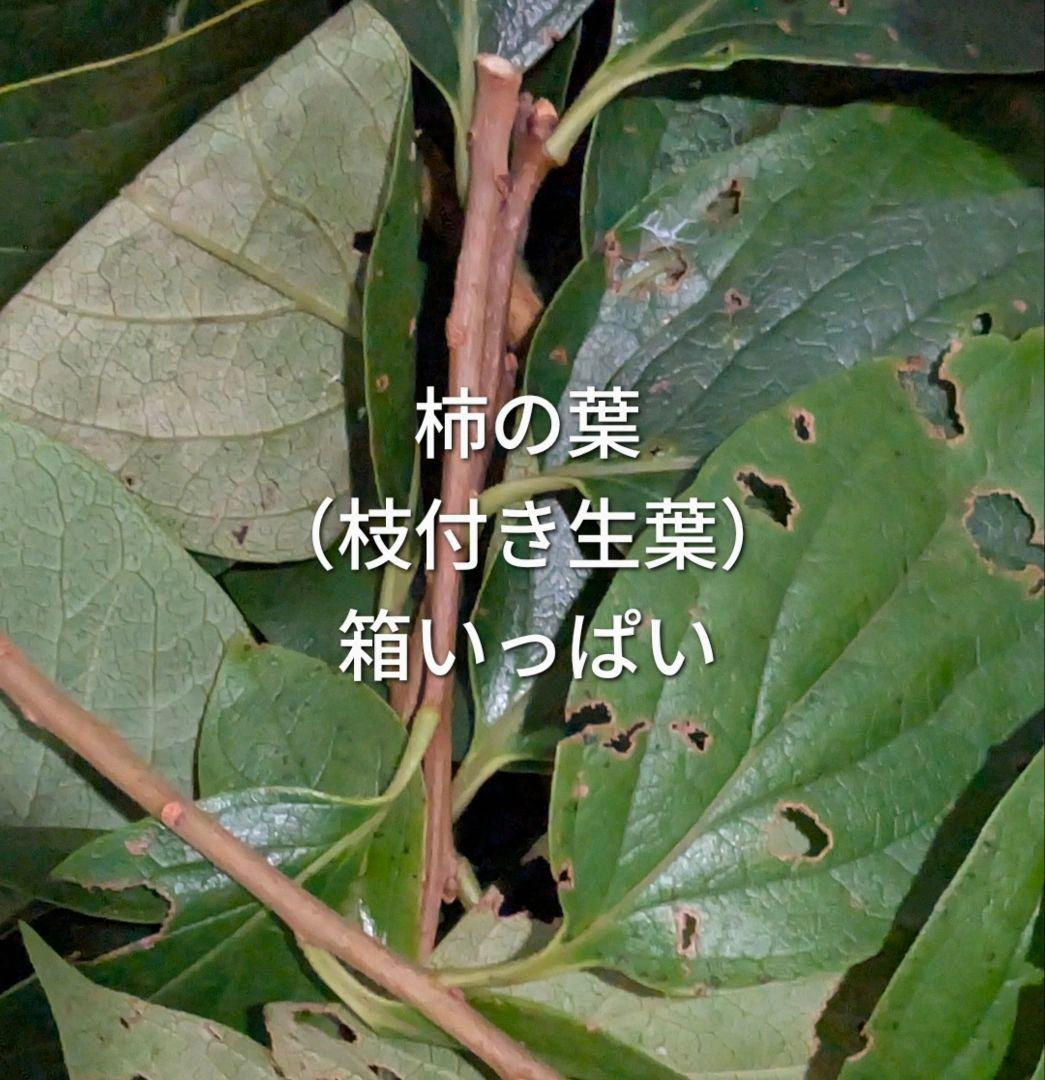 柿の葉 生葉 箱いっぱい 100枚以上 メダカの越冬など
