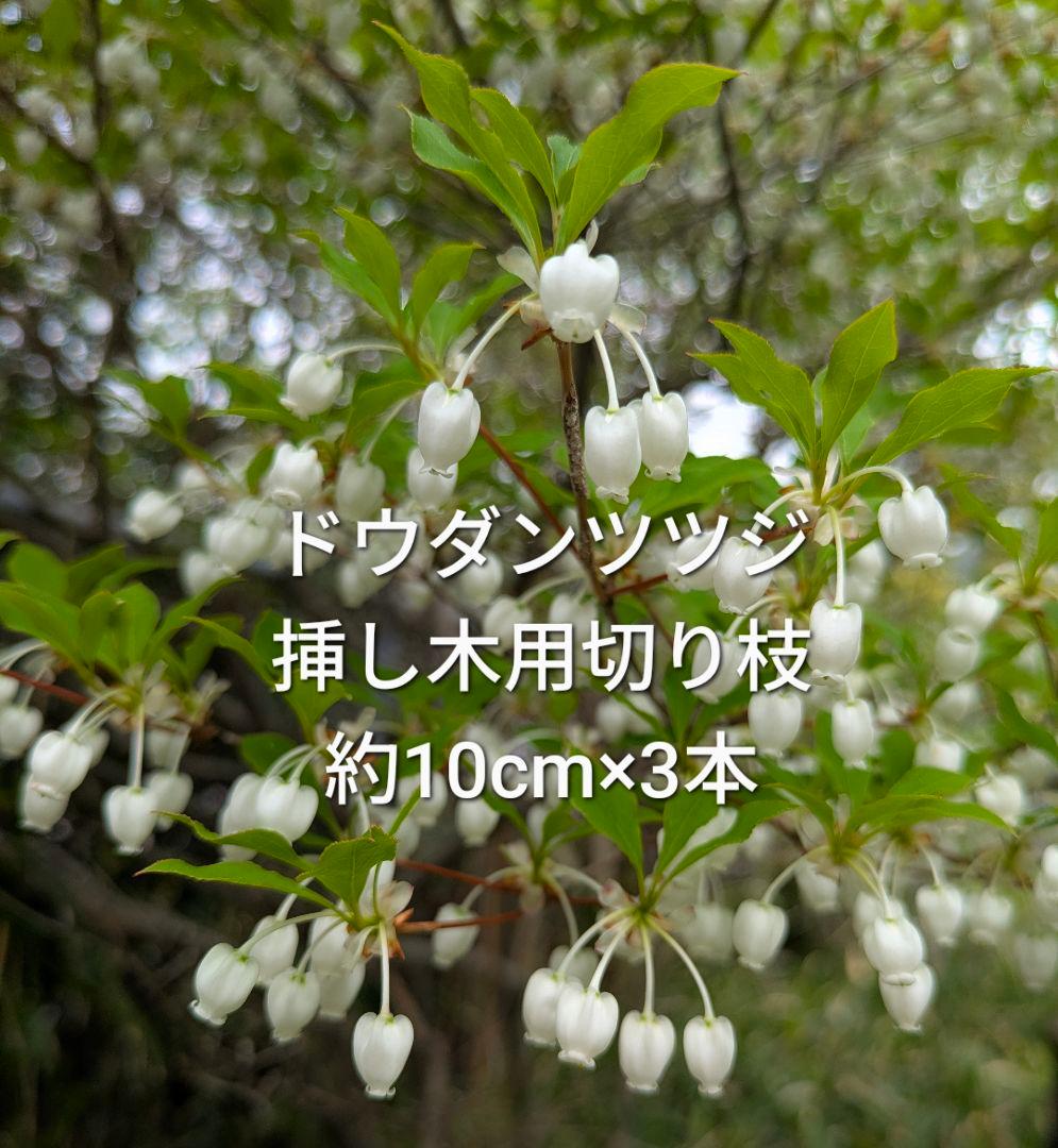 ドウダンツツジ 挿し木用枝 約10cm×3本