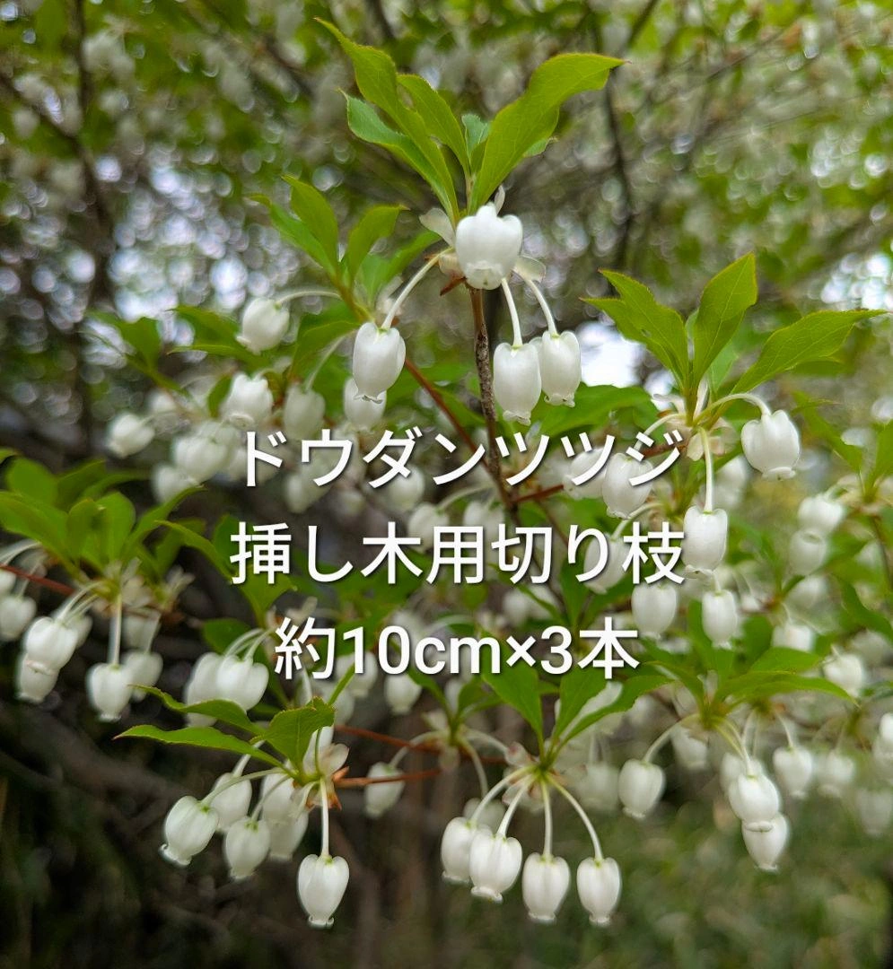 ドウダンツツジ 挿し木用枝 約10cm×3本
