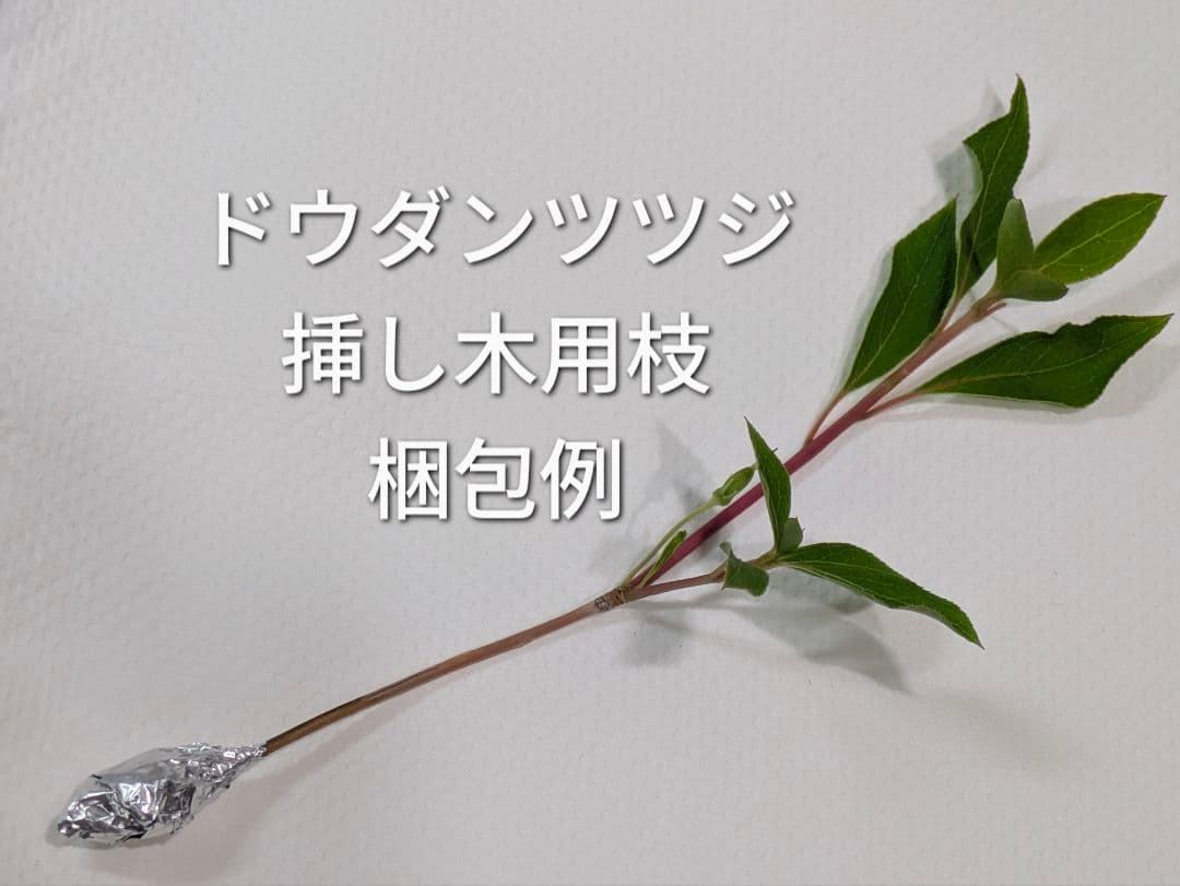 ドウダンツツジ 挿し木用枝 約10cm×3本の写真2枚目