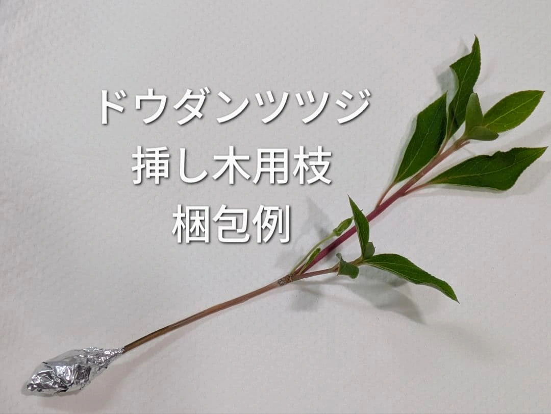 ドウダンツツジ 挿し木用枝 約10cm×3本の写真2枚目