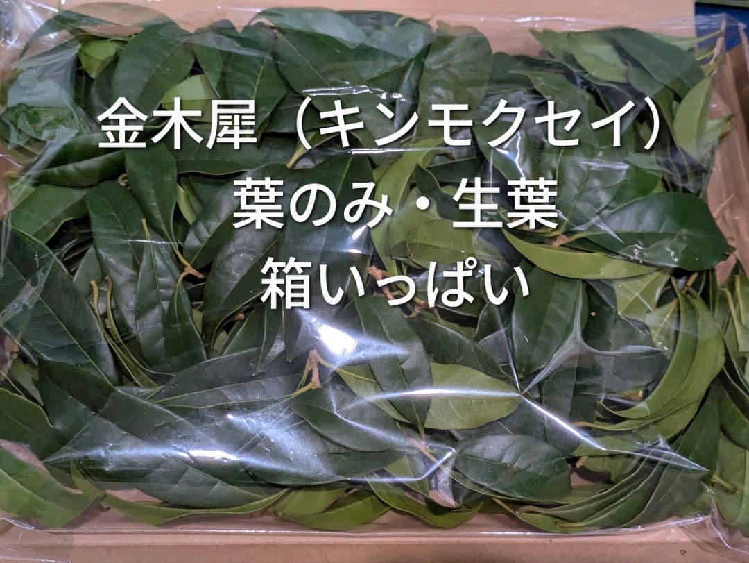 金木犀 キンモクセイ 葉のみ ペットの餌 草木染め
