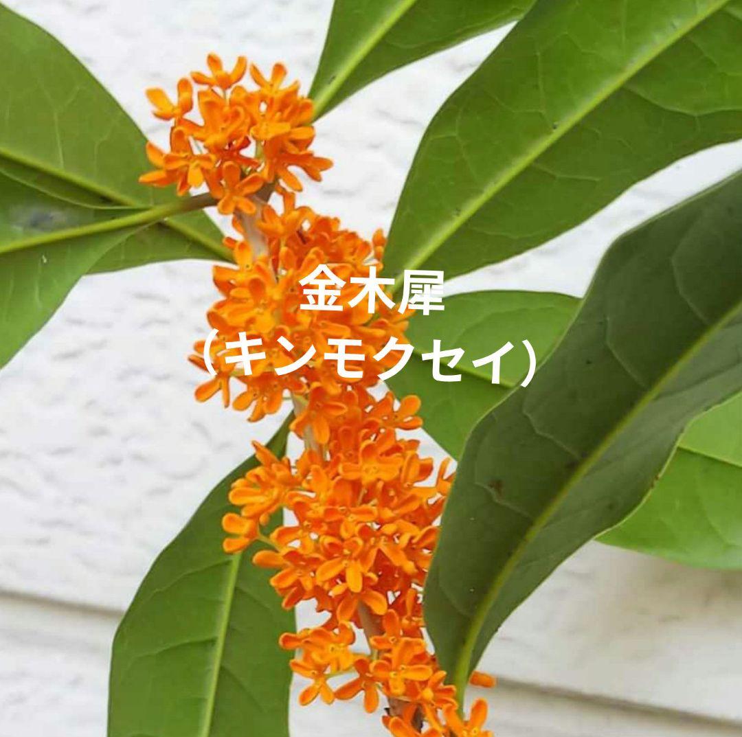 金木犀 キンモクセイ 葉のみ ペットの餌 草木染めの写真3枚目
