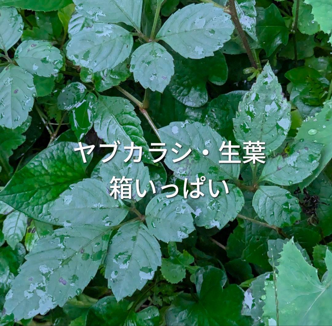 ヤブカラシの葉 生葉 ペットの餌に リクガメ