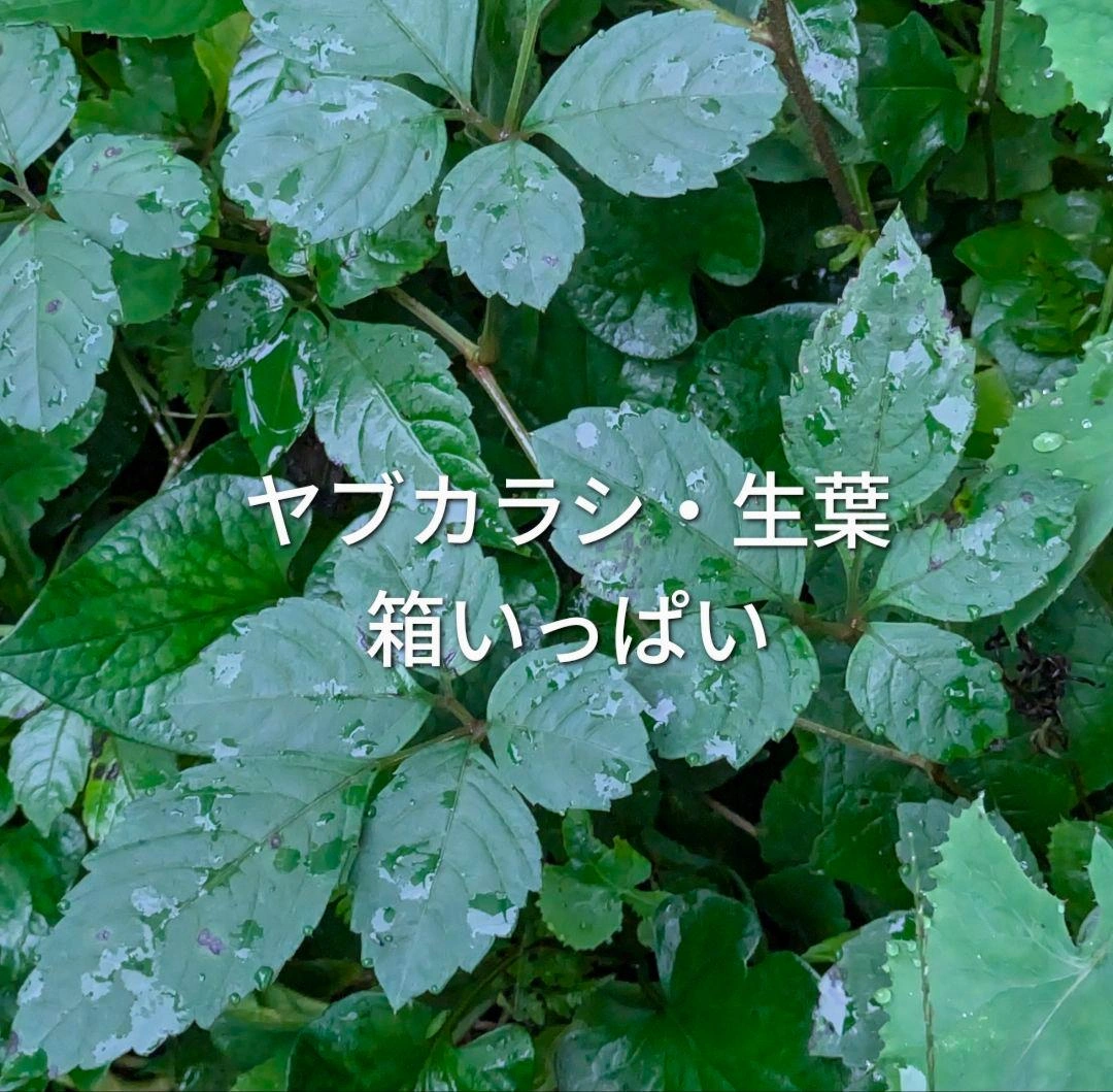 ヤブカラシの葉 生葉 ペットの餌に リクガメ