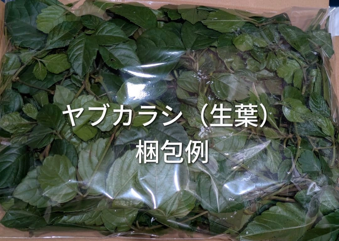 ヤブカラシの葉 生葉 ペットの餌に リクガメの写真2枚目