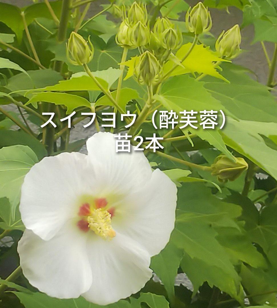 スイフヨウ 酔芙蓉 抜き苗 2本セット