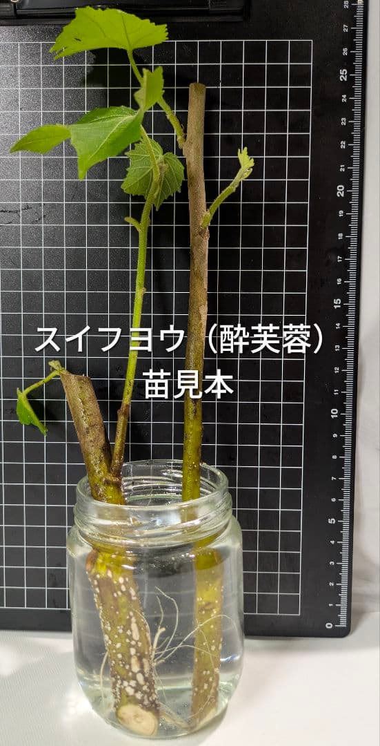 スイフヨウ 酔芙蓉 抜き苗 2本セットの写真3枚目