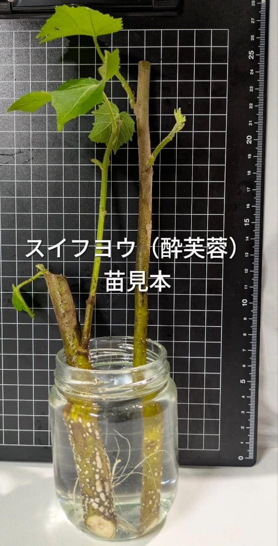 スイフヨウ 酔芙蓉 抜き苗 2本セットの写真3枚目