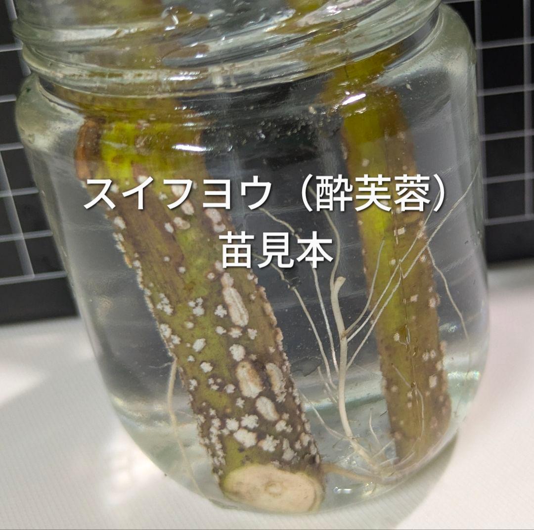 スイフヨウ 酔芙蓉 抜き苗 2本セットの写真4枚目