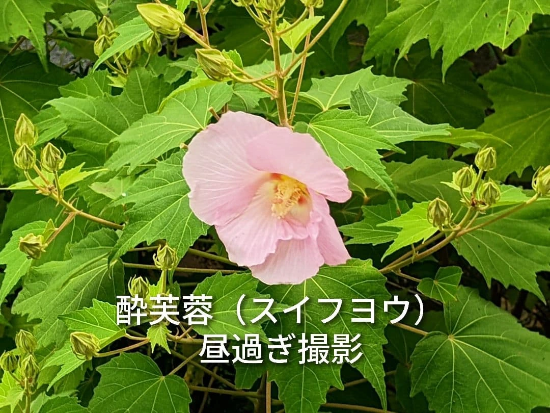 スイフヨウ 酔芙蓉 抜き苗 2本セットの写真5枚目